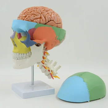 APHRODITE Цветной череп в натуральную величину 8 частей Модель мозга и шейного позвонка Съемный с маркировкой Анатомическая обучающая модель